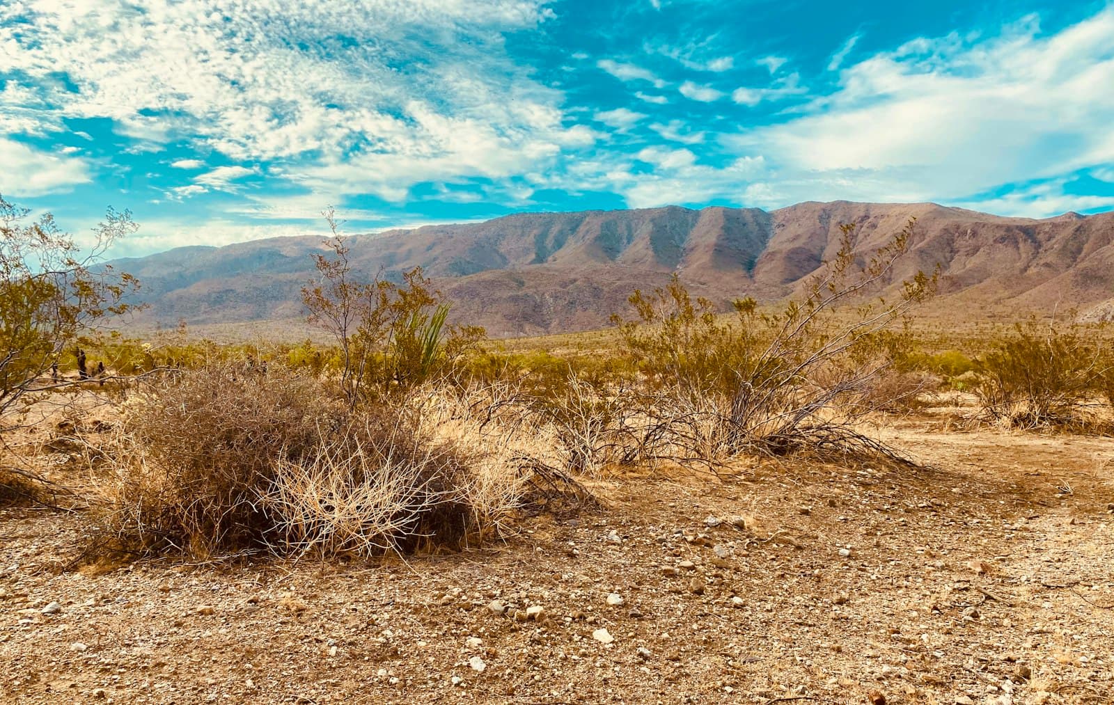 Flat, undeveloped desert land covered in dry brush with a mountain range under a blue sky